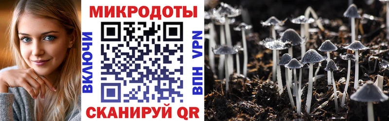 Псилоцибиновые грибы Cubensis  Купить где  Зубцов 